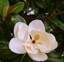 magnolia.JPG